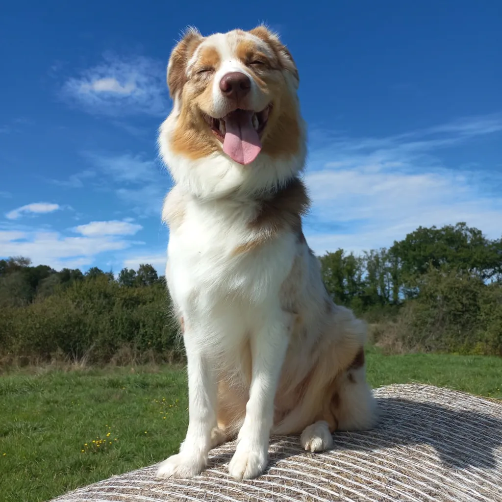 Umi, chienne berger australien, médiatrice, assise dans un pré