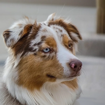 Umi, chienne médiatrice berger australien